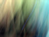 VEIL