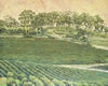 SONOMA