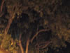 PLAZA